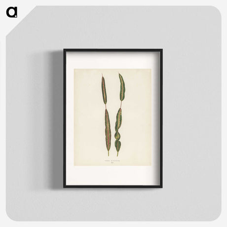 1-33_New-and-Rare-Beautiful-Leaved-Plants_blk