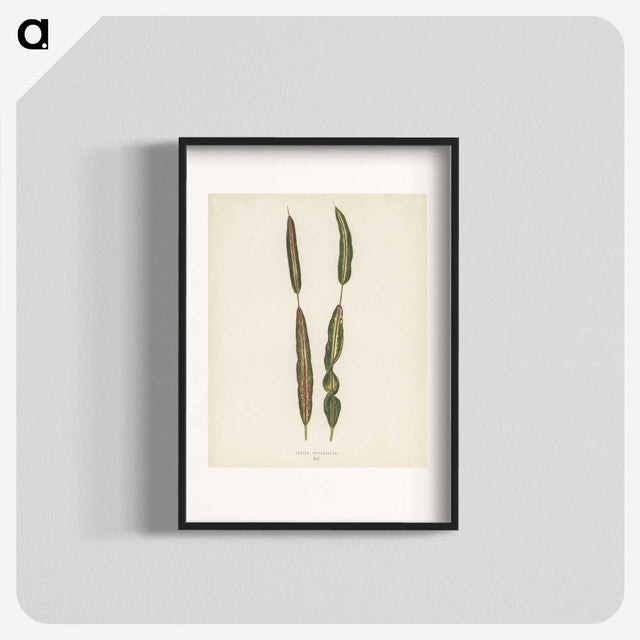 1-33_New-and-Rare-Beautiful-Leaved-Plants_blk