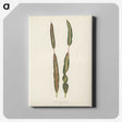 1-33_New-and-Rare-Beautiful-Leaved-Plants_canvas