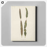 1-33_New-and-Rare-Beautiful-Leaved-Plants_canvas
