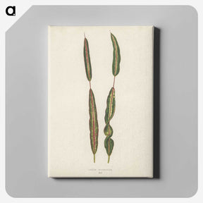 1-33_New-and-Rare-Beautiful-Leaved-Plants_canvas