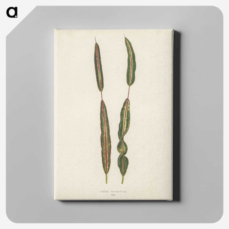 1-33_New-and-Rare-Beautiful-Leaved-Plants_canvas