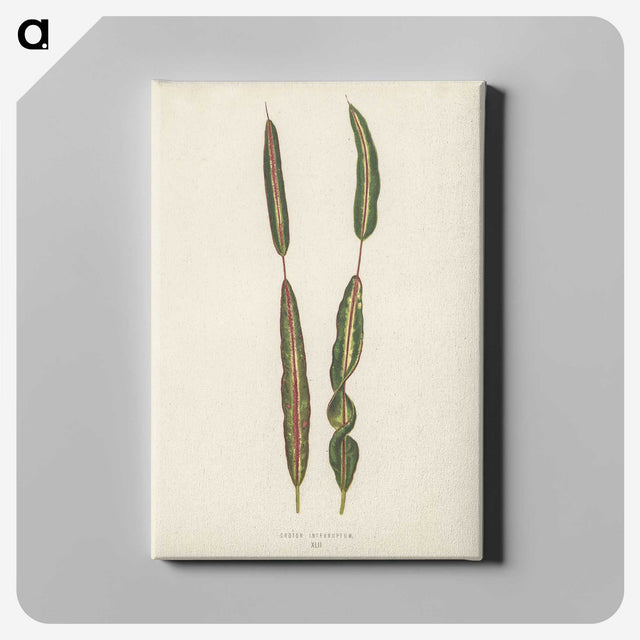 1-33_New-and-Rare-Beautiful-Leaved-Plants_canvas