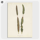 1-33_New-and-Rare-Beautiful-Leaved-Plants_picture-crop