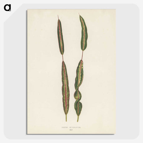 1-33_New-and-Rare-Beautiful-Leaved-Plants_picture-crop