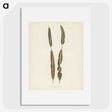 1-33_New-and-Rare-Beautiful-Leaved-Plants_picture