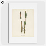 1-33_New-and-Rare-Beautiful-Leaved-Plants_picture