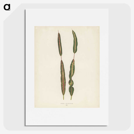 1-33_New-and-Rare-Beautiful-Leaved-Plants_picture