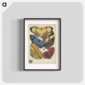 アートポスター-Vintage Butterflies
 - パピヨン Poster.