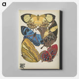 アートパネル-Vintage Butterflies
 - パピヨン Canvas.