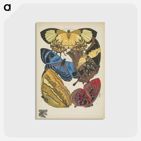 アートポストカード-Vintage Butterflies
 - パピヨン Postcard.