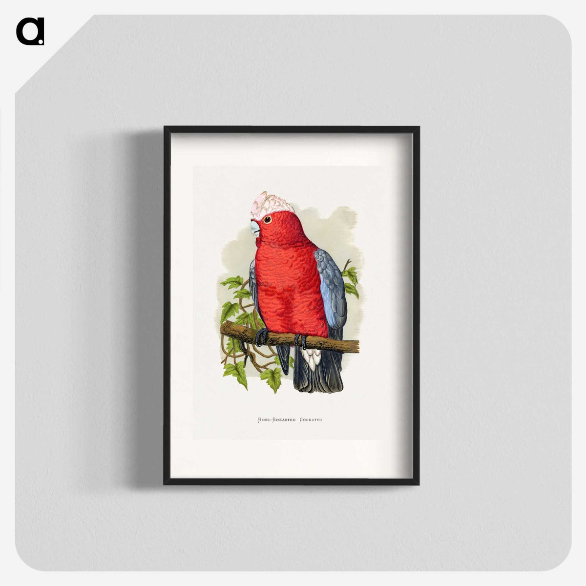 1-33_Parrots-in-Captivity_blk