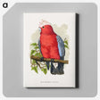 1-33_Parrots-in-Captivity_canvas