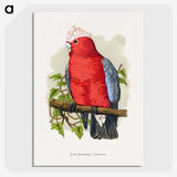 1-33_Parrots-in-Captivity_picture-crop