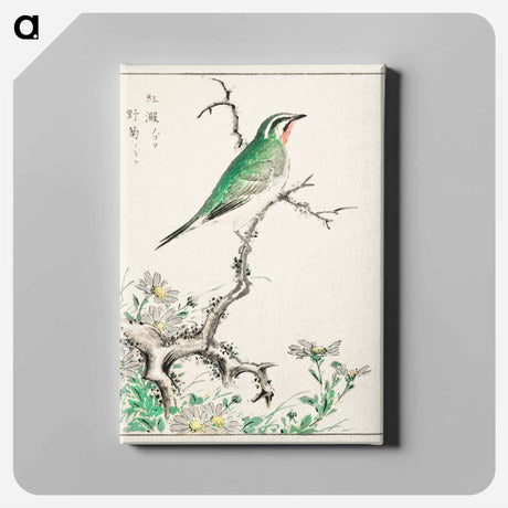 アートパネル-Ruby Throat and Wild Camomile
 - 鳥類図鑑 Canvas.