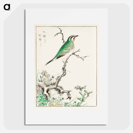 アートポスター-Ruby Throat and Wild Camomile
 - 鳥類図鑑 Poster.