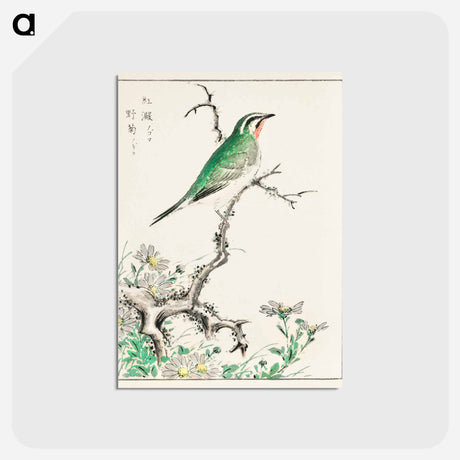 アートポストカード-Ruby Throat and Wild Camomile
 - 鳥類図鑑 Postcard.