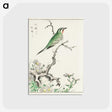 1-33_Pictorial-Monograph-of-Birds_postcard