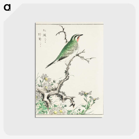 1-33_Pictorial-Monograph-of-Birds_postcard