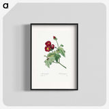 1-33_Pierre-Joseph-Redoute_blk