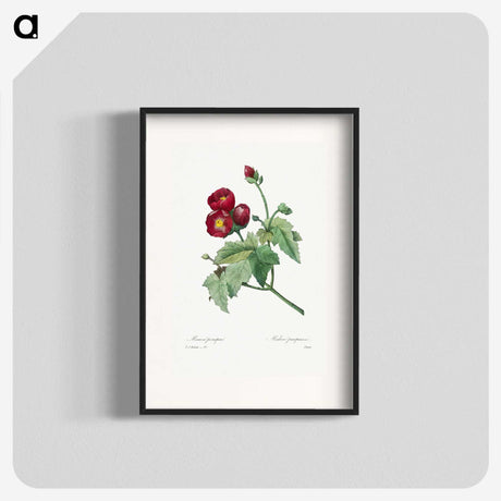 1-33_Pierre-Joseph-Redoute_blk