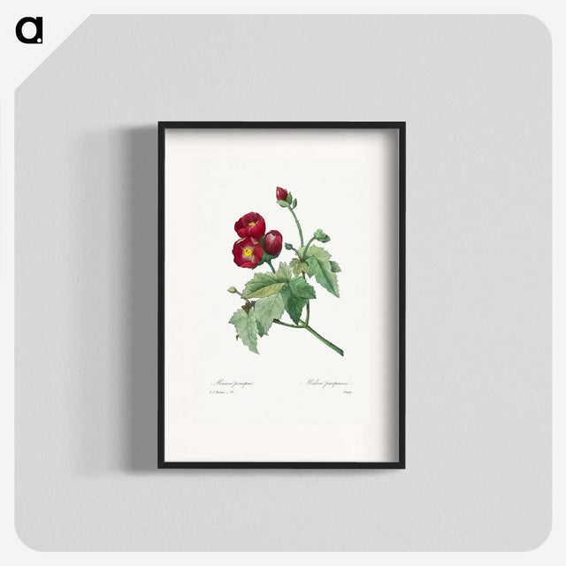 1-33_Pierre-Joseph-Redoute_blk
