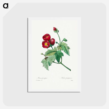 アートポストカード-Purple Mallow - ピエール ジョゼフ ルドゥーテ Postcard.
