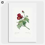 1-33_Pierre-Joseph-Redoute_picture