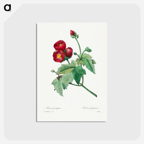 アートポストカード-Purple Mallow - ピエール ジョゼフ ルドゥーテ Postcard.