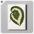 1-33_Plants-with-Colored-Foliage_canvas