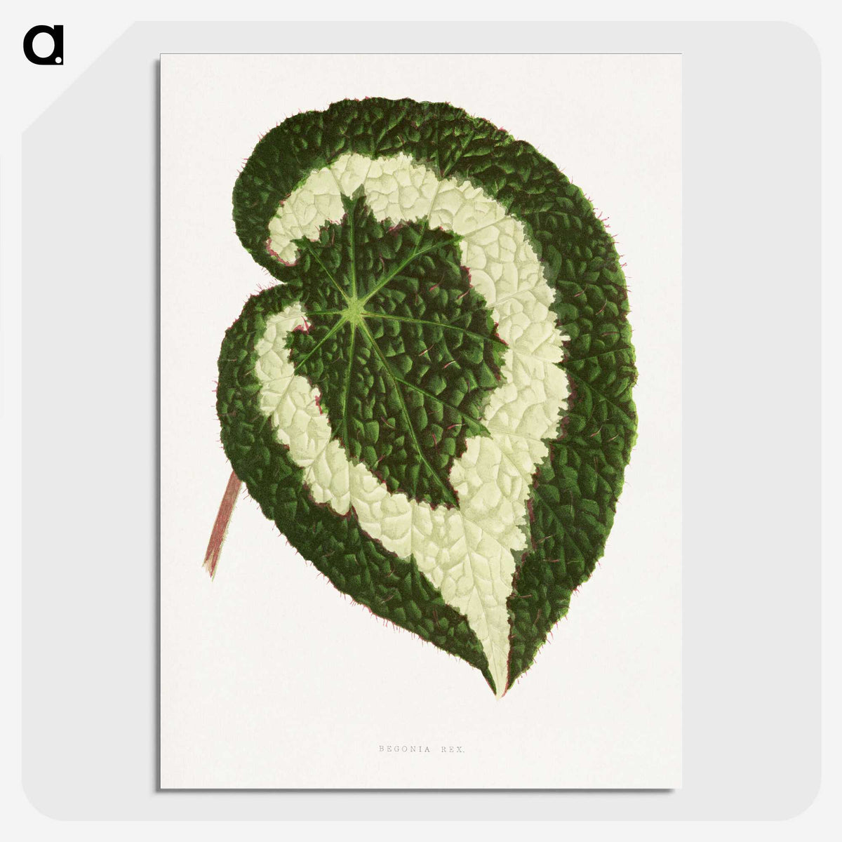 1-33_Plants-with-Colored-Foliage_picture-crop