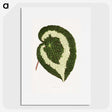 1-33_Plants-with-Colored-Foliage_picture