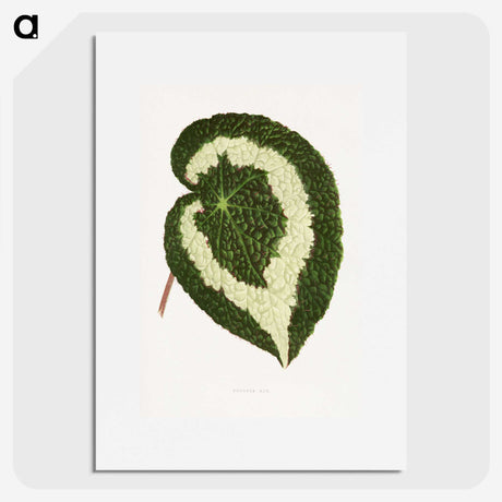 1-33_Plants-with-Colored-Foliage_picture