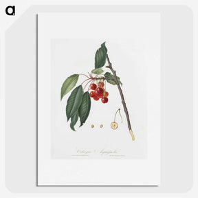 1-33_Pomona-Italiana_picture