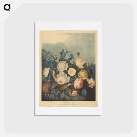 アートポストカード-Roses
 - ロバート ジョン ソーントン Postcard.