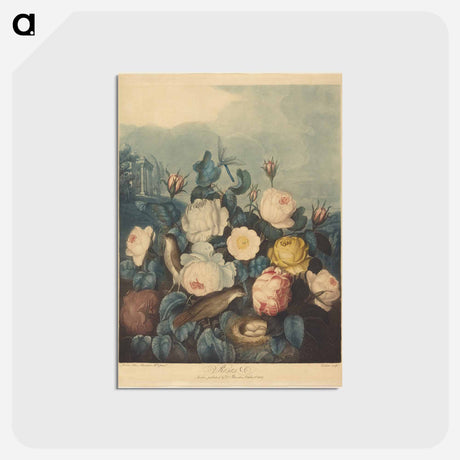 アートポストカード-Roses
 - ロバート ジョン ソーントン Postcard.