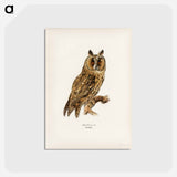 アートポストカード-Asio otus
 - スヴェンスカ フォグラル Postcard.
