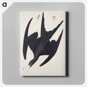 アートパネル-Frigate Pelican from Birds of America
 - アメリカの鳥たち Canvas.