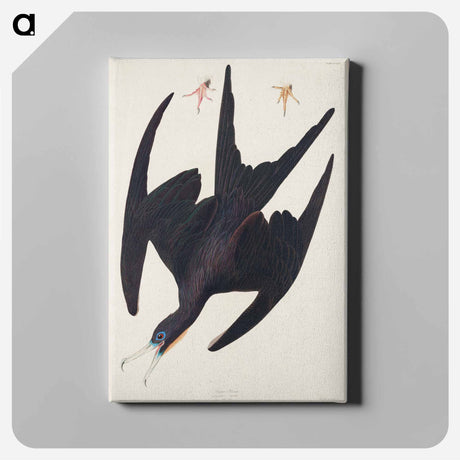 アートパネル-Frigate Pelican from Birds of America
 - アメリカの鳥たち Canvas.
