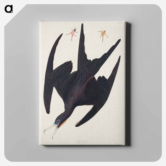 アートパネル-Frigate Pelican from Birds of America
 - アメリカの鳥たち Canvas.