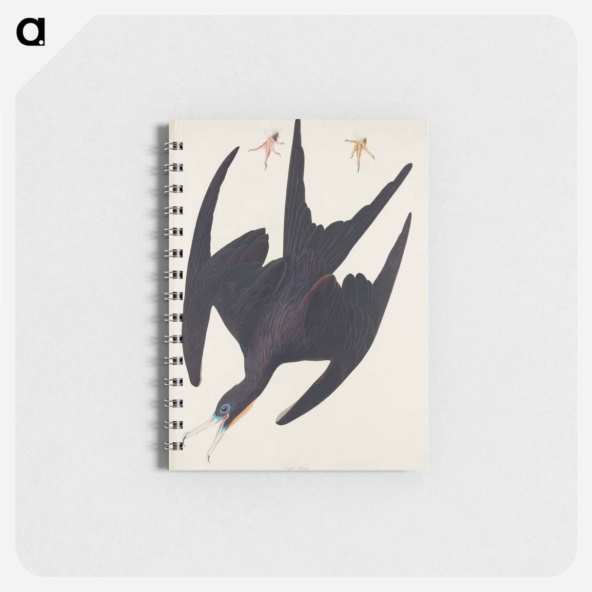 アートメモ帳-Frigate Pelican from Birds of America
 - アメリカの鳥たち Memo.
