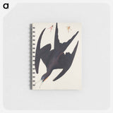 アートメモ帳-Frigate Pelican from Birds of America
 - アメリカの鳥たち Memo.