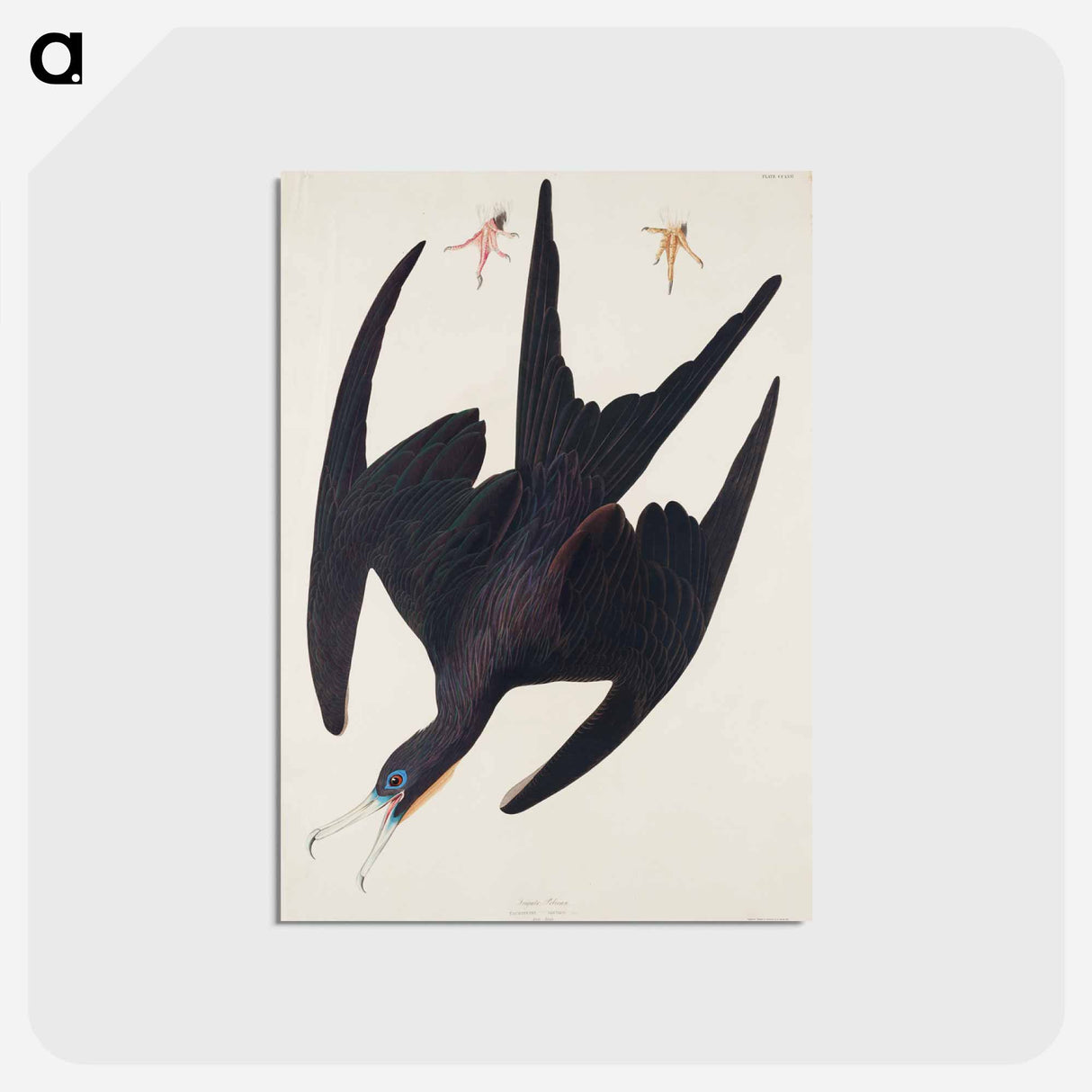 アートポストカード-Frigate Pelican from Birds of America
 - アメリカの鳥たち Postcard.