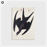 アートポストカード-Frigate Pelican from Birds of America
 - アメリカの鳥たち Postcard.