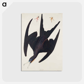 アートポストカード-Frigate Pelican from Birds of America
 - アメリカの鳥たち Postcard.