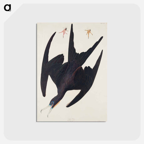 アートポストカード-Frigate Pelican from Birds of America
 - アメリカの鳥たち Postcard.
