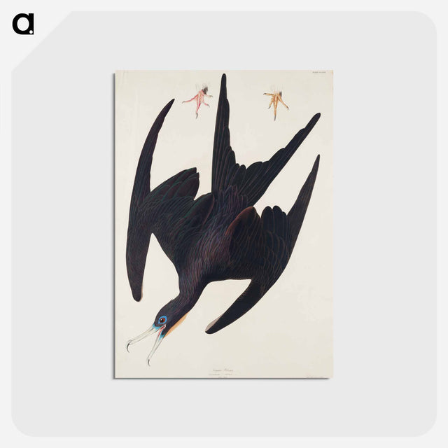 アートポストカード-Frigate Pelican from Birds of America
 - アメリカの鳥たち Postcard.