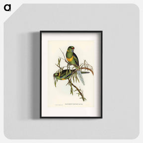 アートポスター-Barnard's Parakeet
 - オーストラリアの鳥 Poster.