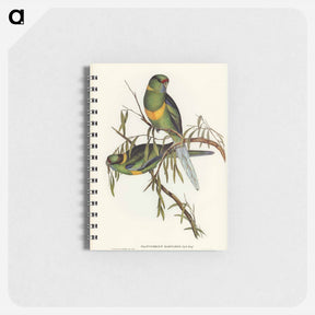 アートメモ帳-Barnard's Parakeet
 - オーストラリアの鳥 Memo.