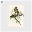 アートポストカード-Barnard's Parakeet
 - オーストラリアの鳥 Postcard.